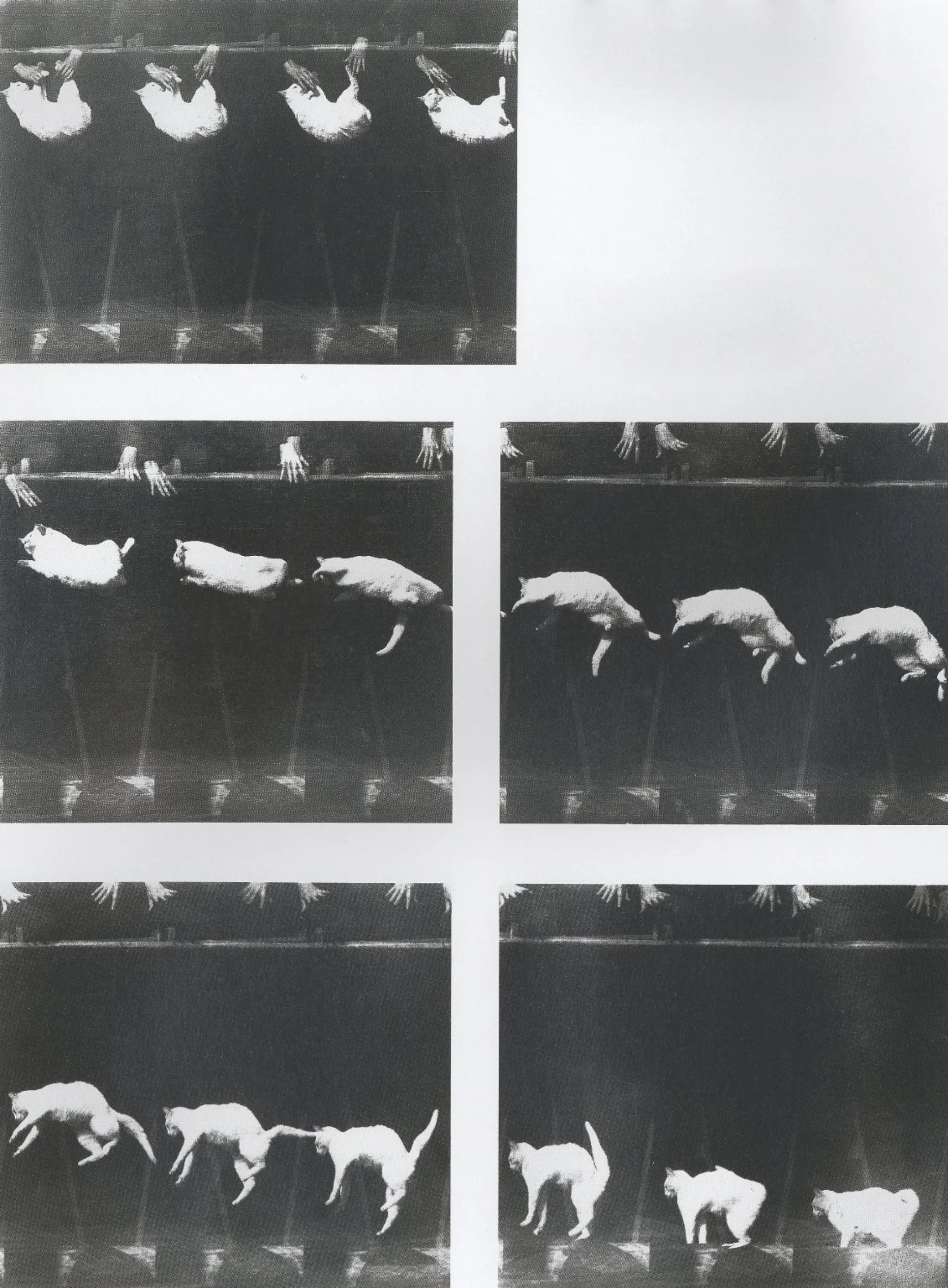 Falling Cat Sequence (Étienne Jules-Marey, Chronophotography, 1880s)